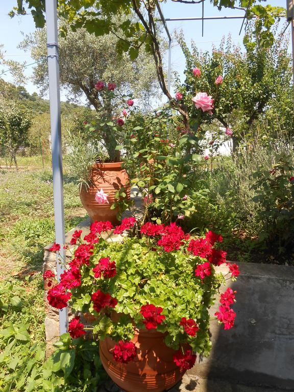 Dafnes Hotel Skopelos Town Exterior photo